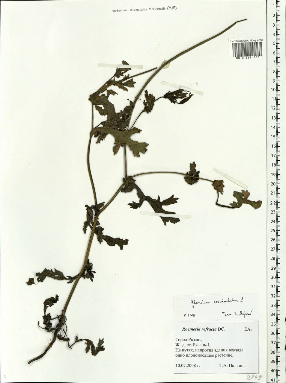 Glaucium corniculatum (L.) Rudolph, Eastern Europe, Central region (E4) (Russia)