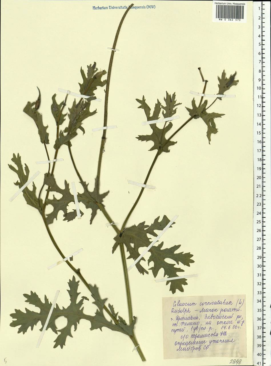 Glaucium corniculatum (L.) Rudolph, Eastern Europe, Central forest region (E5) (Russia)