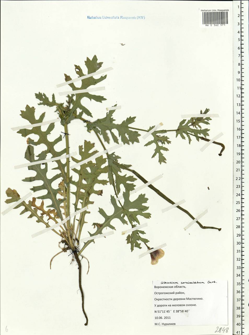 Glaucium corniculatum (L.) Rudolph, Eastern Europe, Central forest-and-steppe region (E6) (Russia)