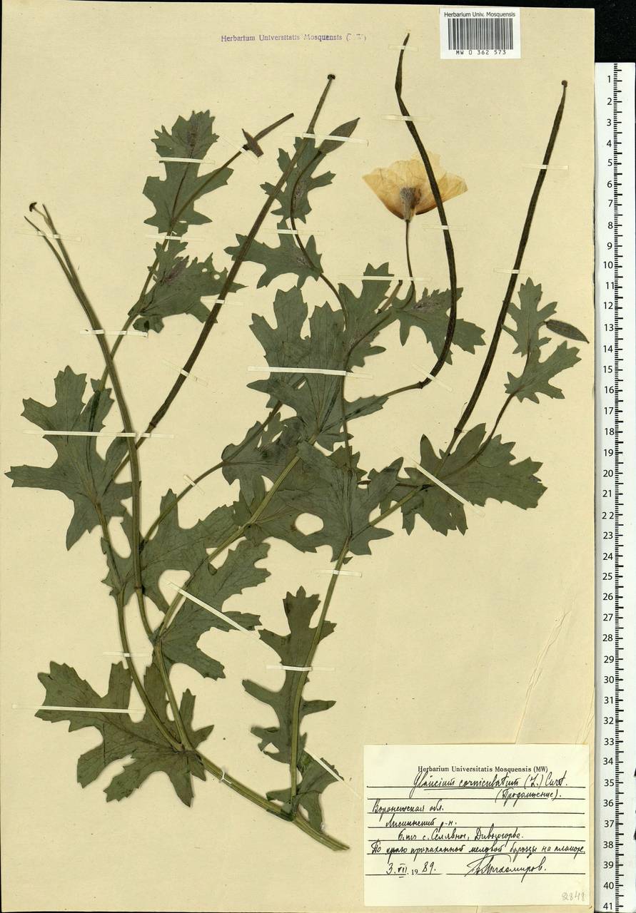 Glaucium corniculatum (L.) Rudolph, Eastern Europe, Central forest-and-steppe region (E6) (Russia)