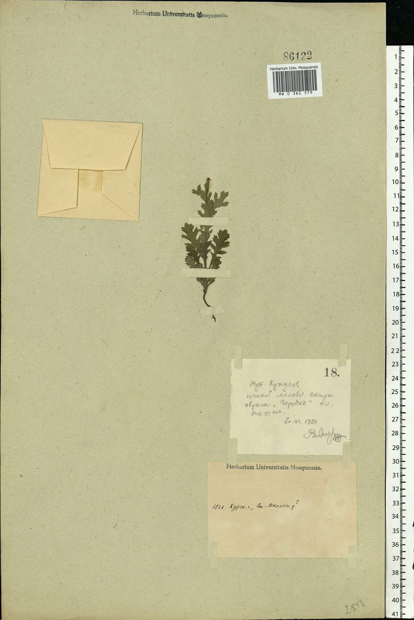 Glaucium corniculatum (L.) Rudolph, Eastern Europe, Central forest-and-steppe region (E6) (Russia)