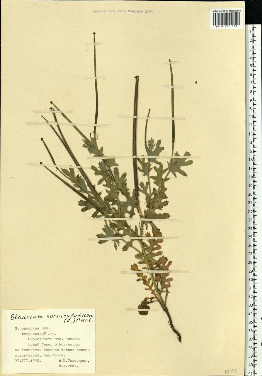Glaucium corniculatum (L.) Rudolph, Eastern Europe, Central forest-and-steppe region (E6) (Russia)