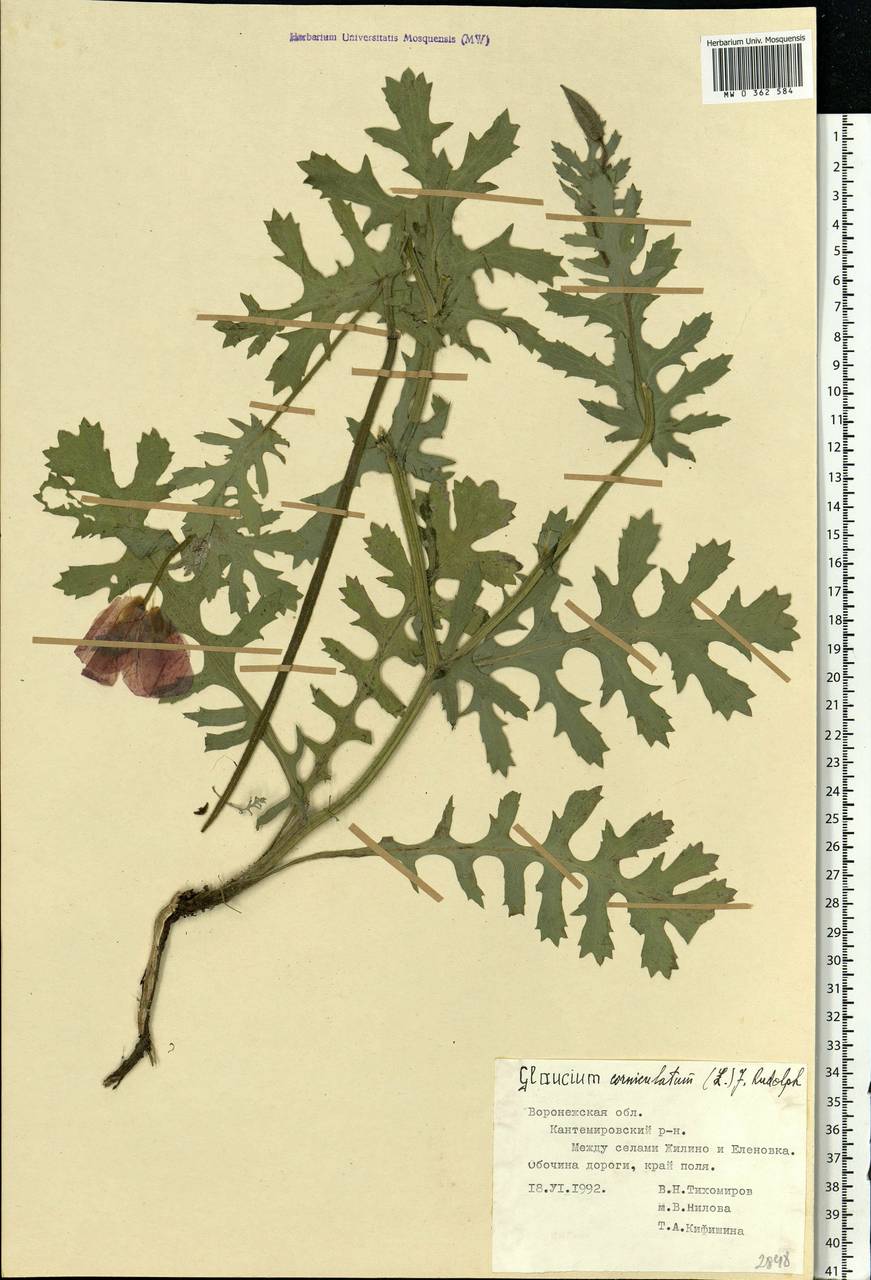 Glaucium corniculatum (L.) Rudolph, Eastern Europe, Central forest-and-steppe region (E6) (Russia)