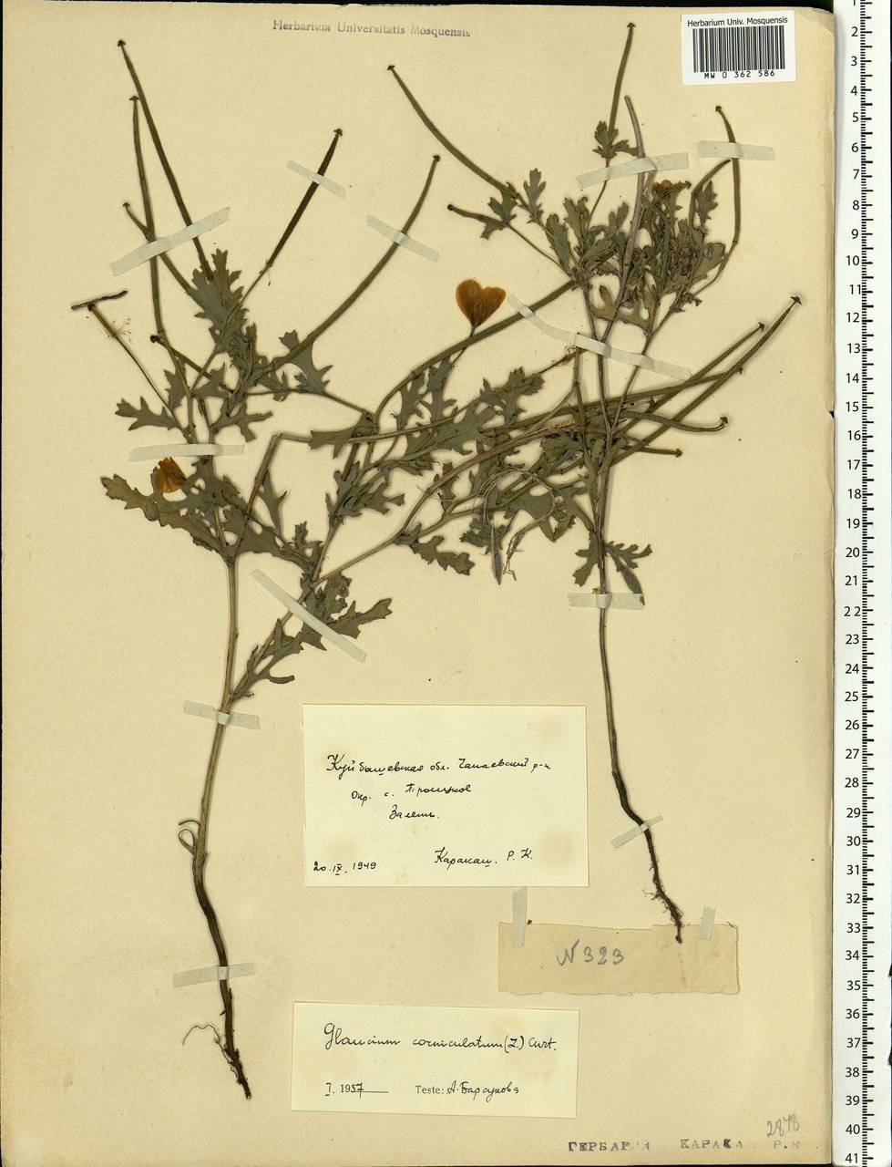Glaucium corniculatum (L.) Rudolph, Eastern Europe, Middle Volga region (E8) (Russia)