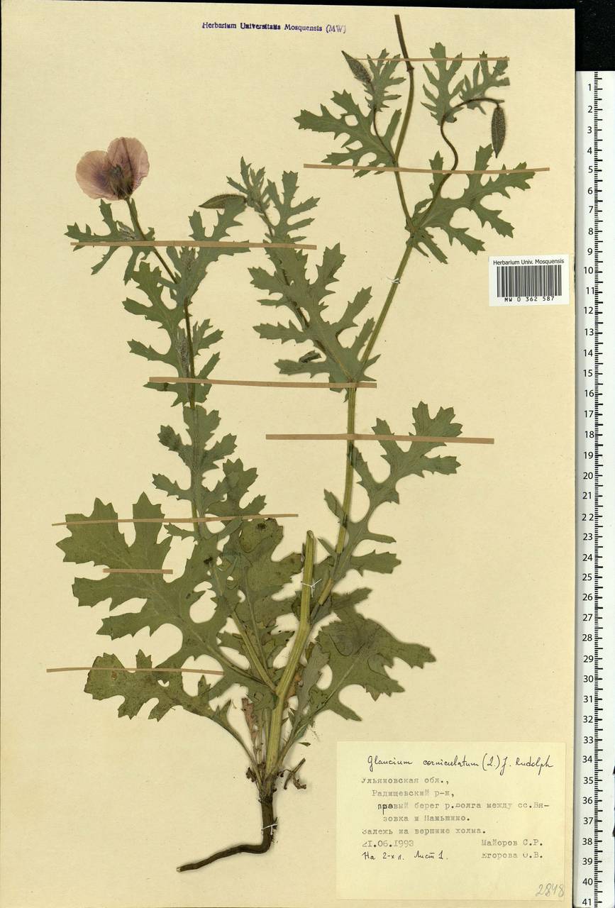 Glaucium corniculatum (L.) Rudolph, Eastern Europe, Middle Volga region (E8) (Russia)