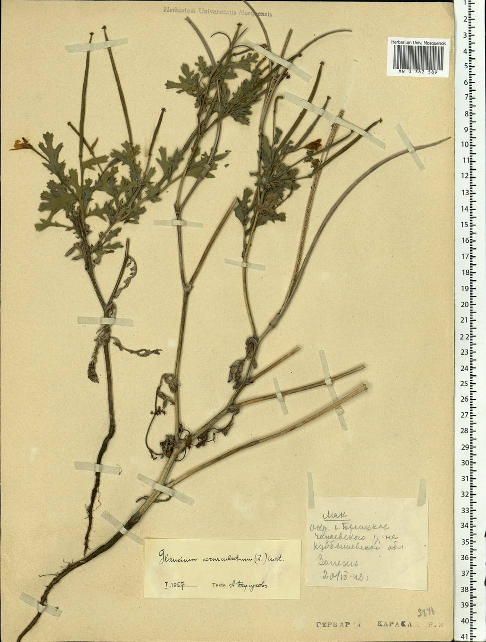 Glaucium corniculatum (L.) Rudolph, Eastern Europe, Middle Volga region (E8) (Russia)