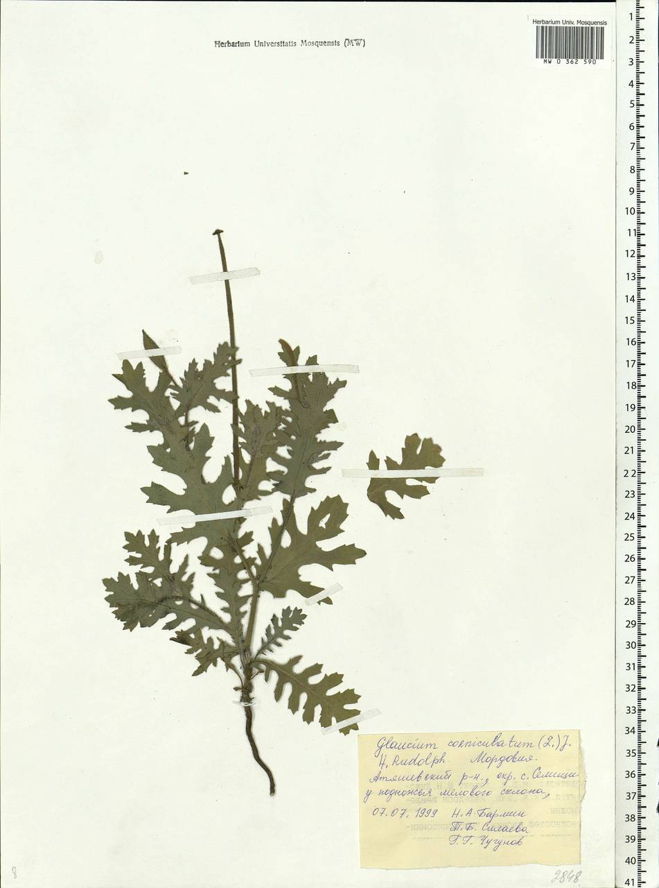 Glaucium corniculatum (L.) Rudolph, Eastern Europe, Middle Volga region (E8) (Russia)