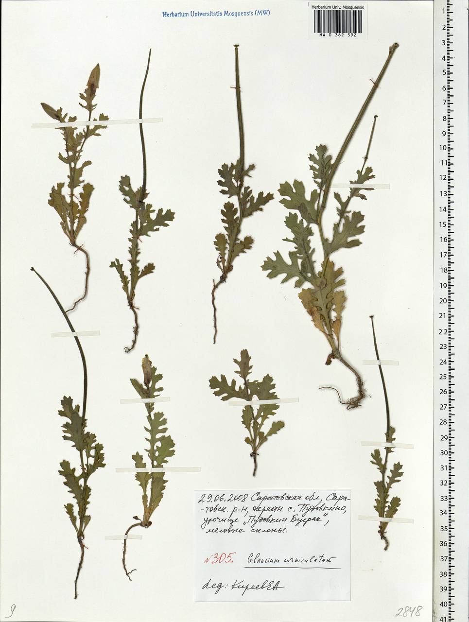 Glaucium corniculatum (L.) Rudolph, Eastern Europe, Lower Volga region (E9) (Russia)