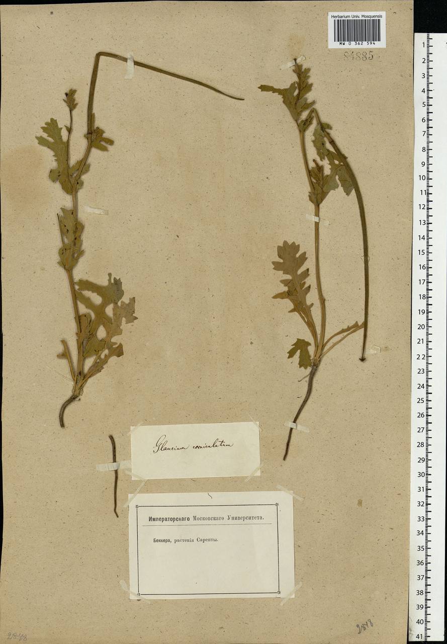 Glaucium corniculatum (L.) Rudolph, Eastern Europe, Lower Volga region (E9) (Russia)