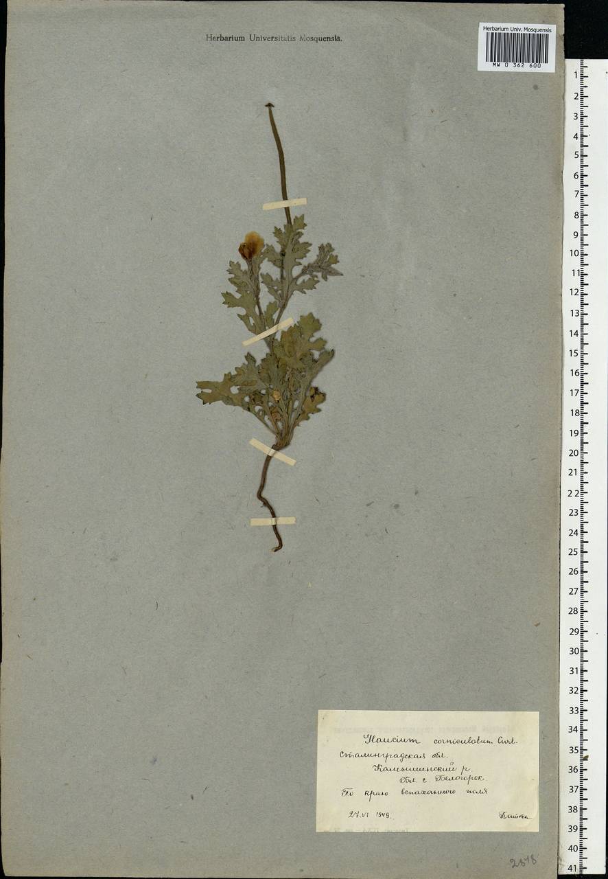 Glaucium corniculatum (L.) Rudolph, Eastern Europe, Lower Volga region (E9) (Russia)