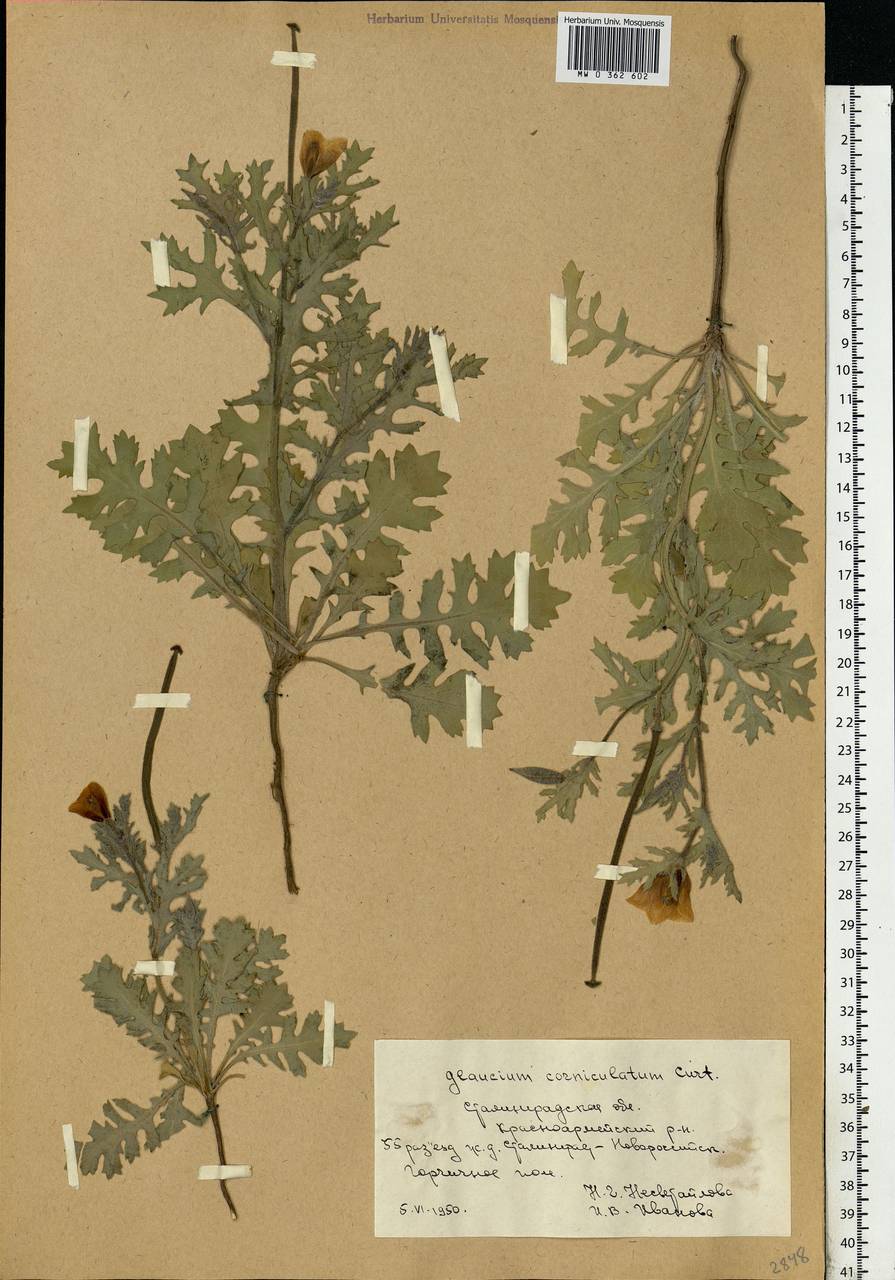Glaucium corniculatum (L.) Rudolph, Eastern Europe, Lower Volga region (E9) (Russia)