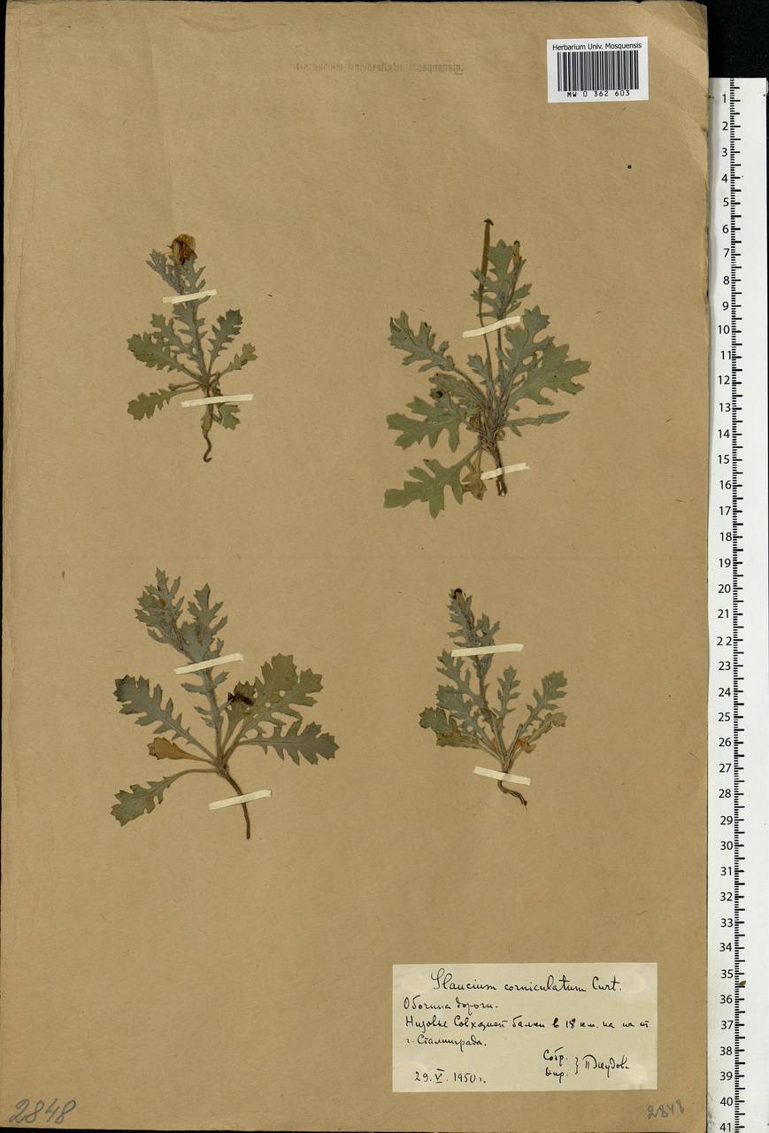 Glaucium corniculatum (L.) Rudolph, Eastern Europe, Lower Volga region (E9) (Russia)