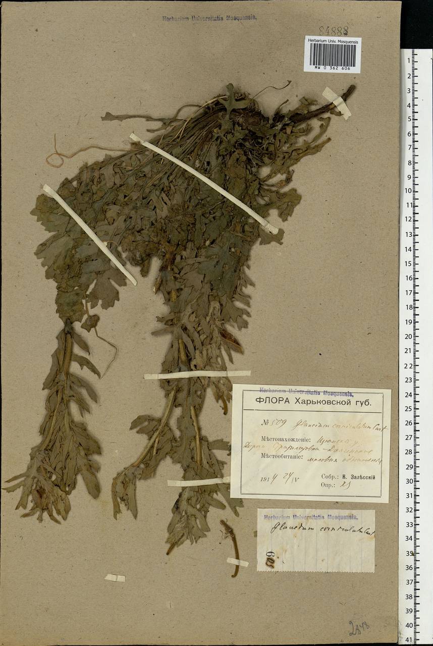 Glaucium corniculatum (L.) Rudolph, Eastern Europe, North Ukrainian region (E11) (Ukraine)