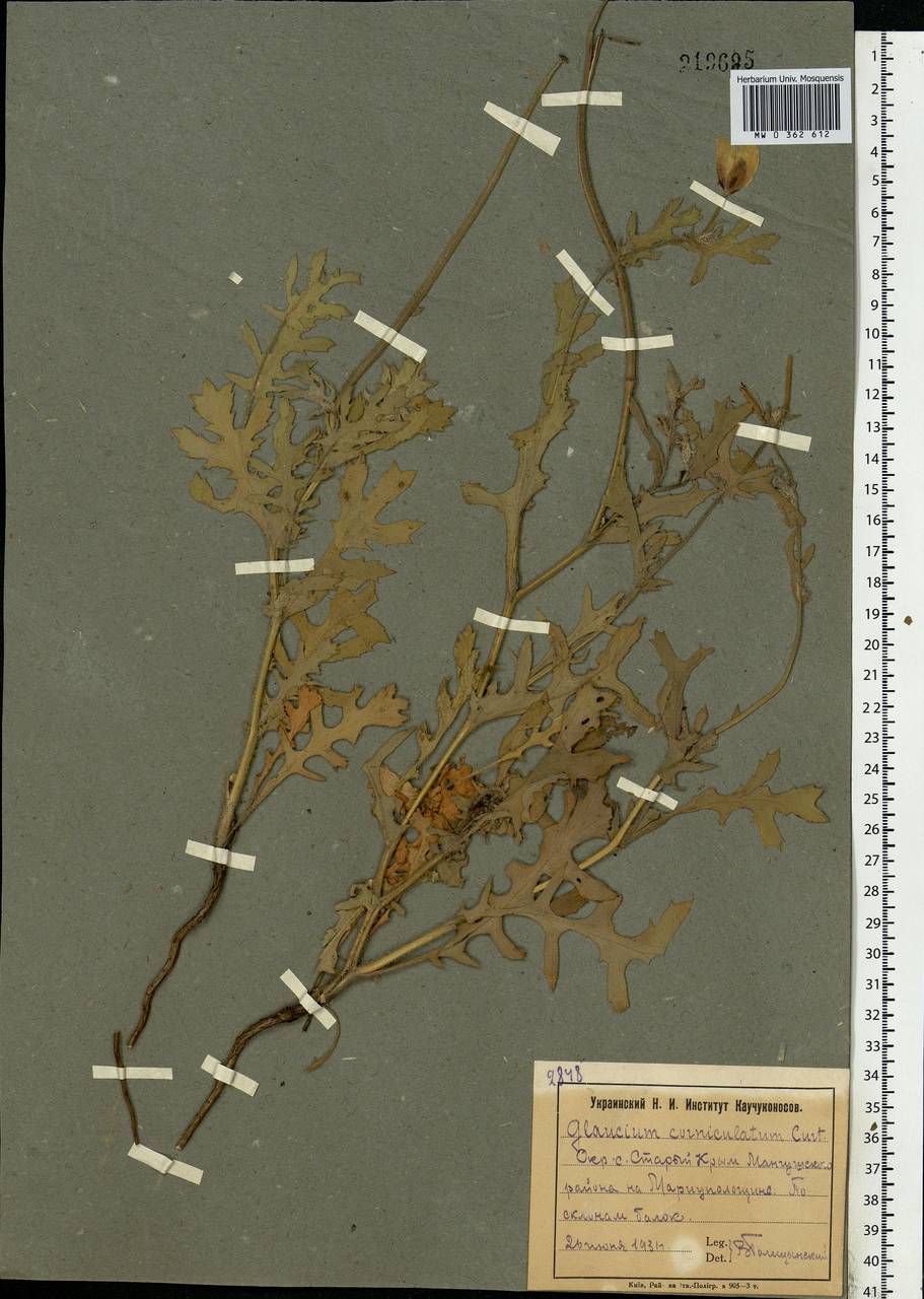 Glaucium corniculatum (L.) Rudolph, Eastern Europe, South Ukrainian region (E12) (Ukraine)