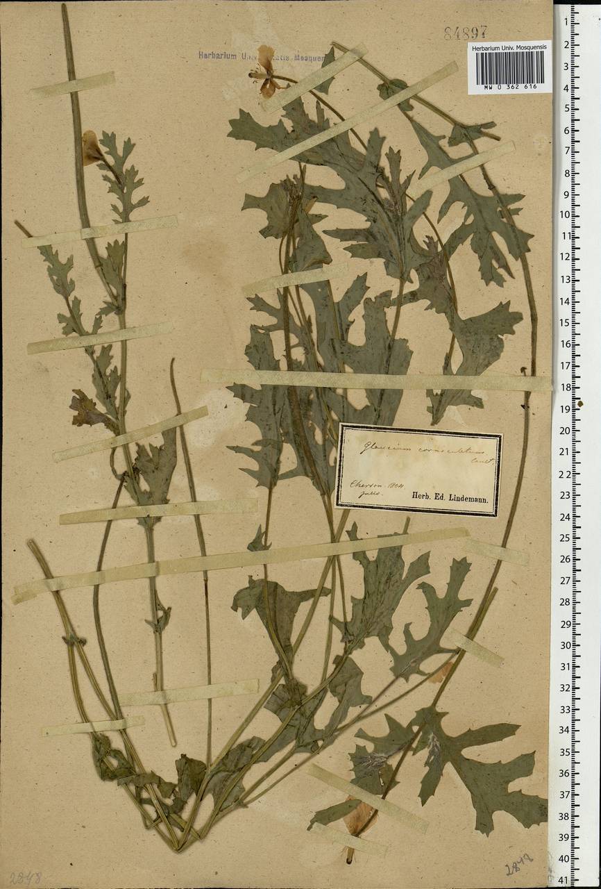 Glaucium corniculatum (L.) Rudolph, Eastern Europe, South Ukrainian region (E12) (Ukraine)