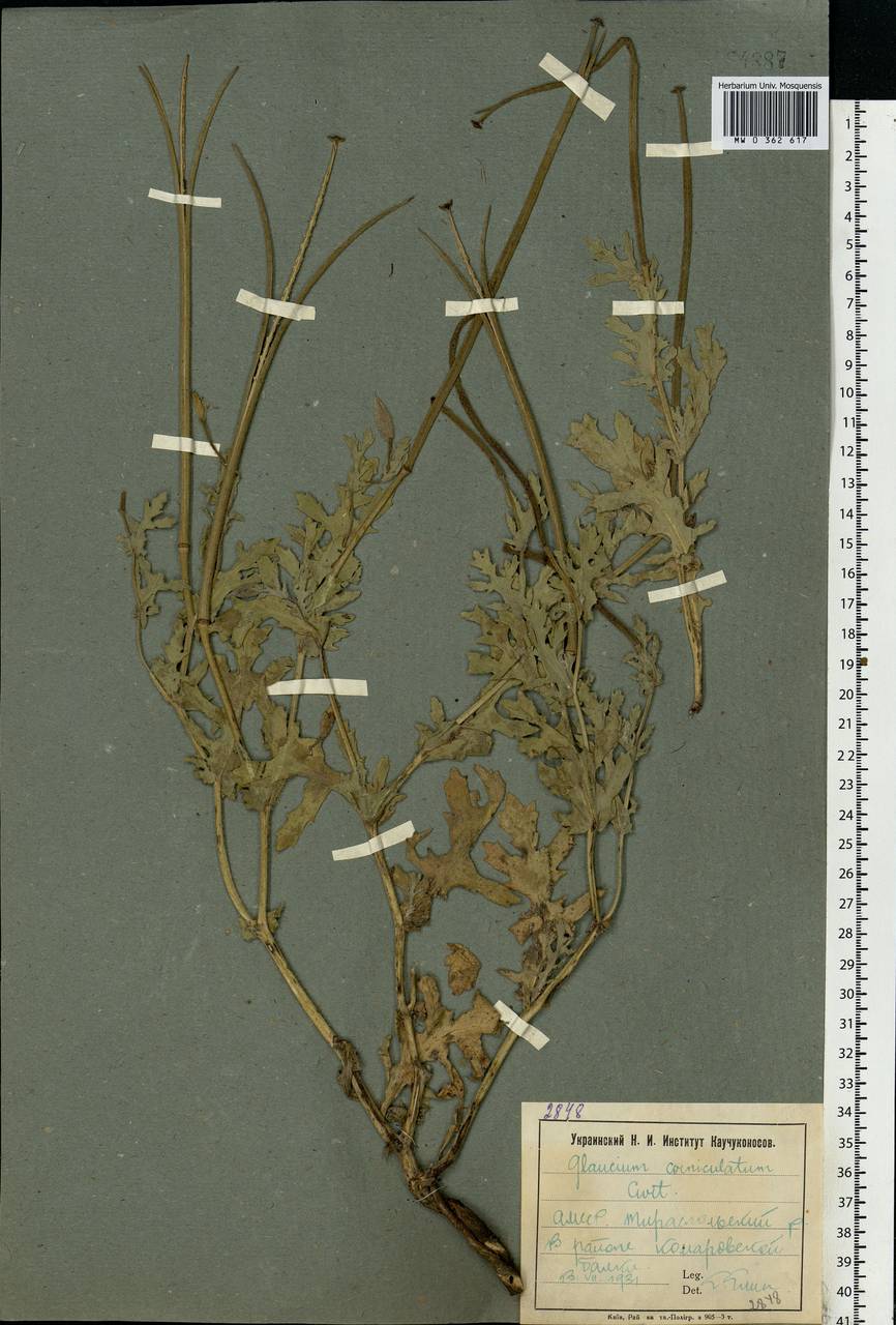 Glaucium corniculatum (L.) Rudolph, Eastern Europe, Moldova (E13a) (Moldova)