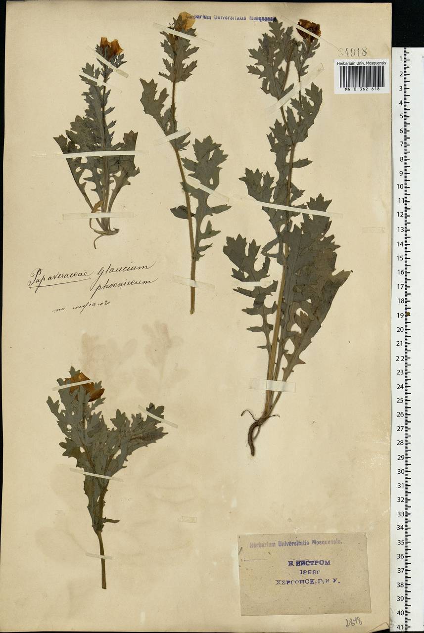 Glaucium corniculatum (L.) Rudolph, Eastern Europe, South Ukrainian region (E12) (Ukraine)