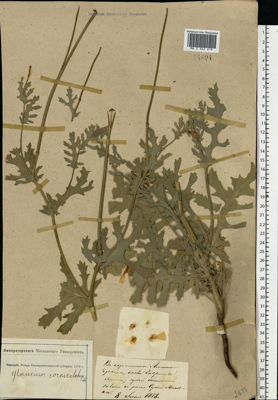 Glaucium corniculatum (L.) Rudolph, Eastern Europe, South Ukrainian region (E12) (Ukraine)