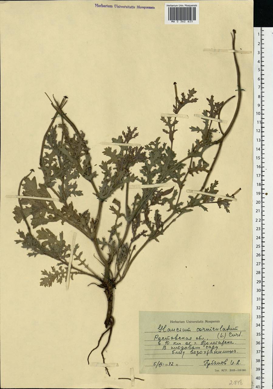 Glaucium corniculatum (L.) Rudolph, Eastern Europe, Rostov Oblast (E12a) (Russia)
