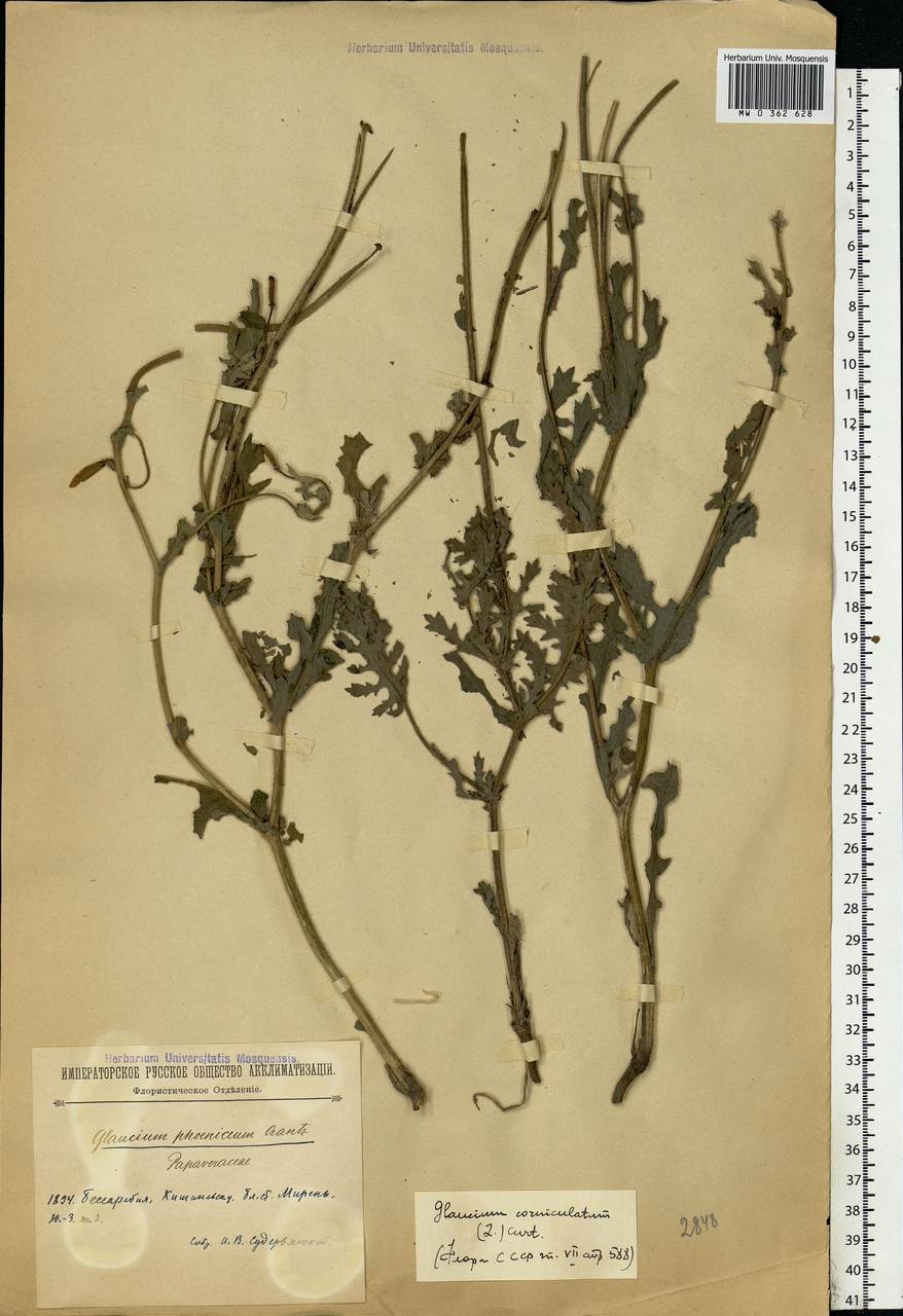 Glaucium corniculatum (L.) Rudolph, Eastern Europe, Moldova (E13a) (Moldova)