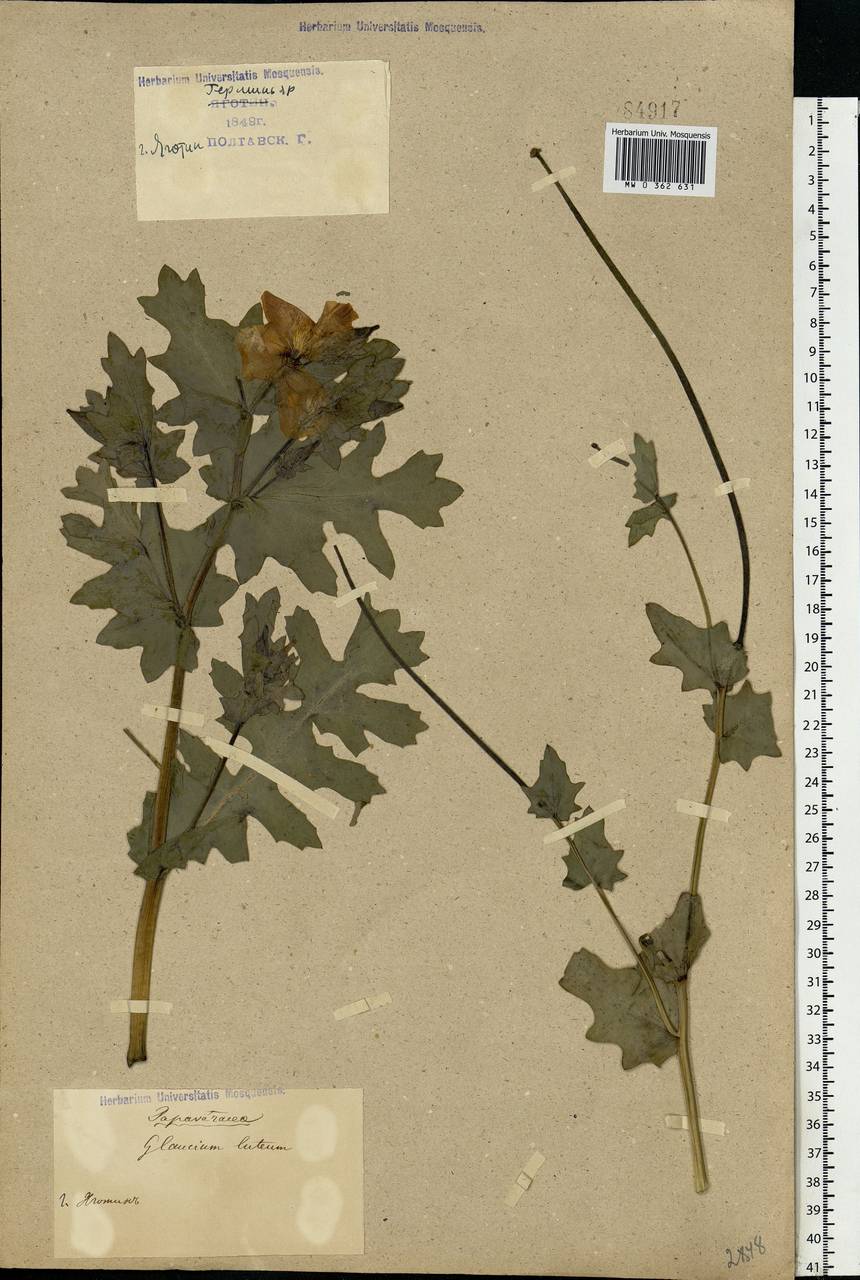 Glaucium flavum Crantz, Eastern Europe, North Ukrainian region (E11) (Ukraine)