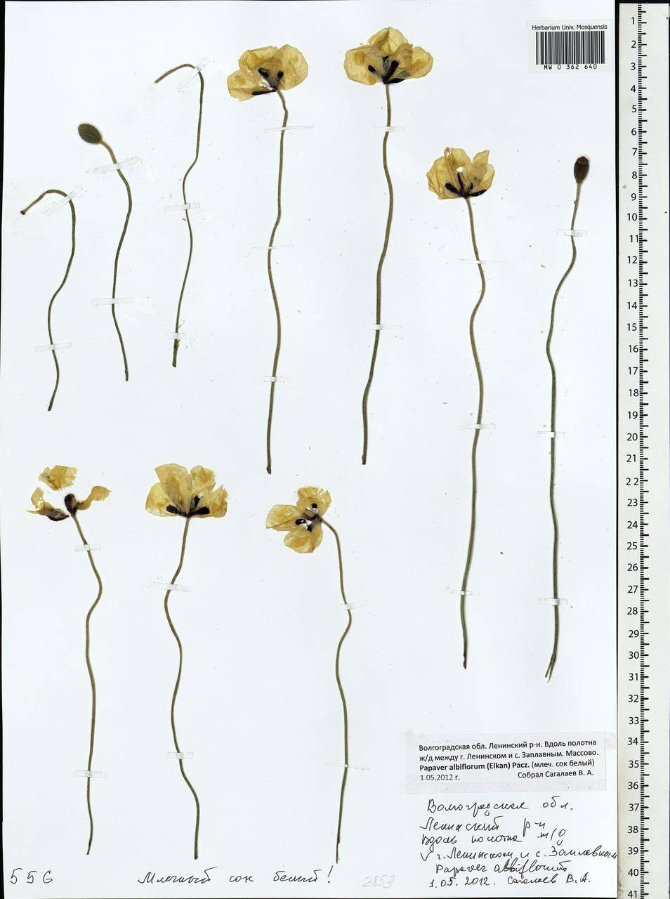 Papaver albiflorum (Elkan) Pacz., Eastern Europe, Lower Volga region (E9) (Russia)