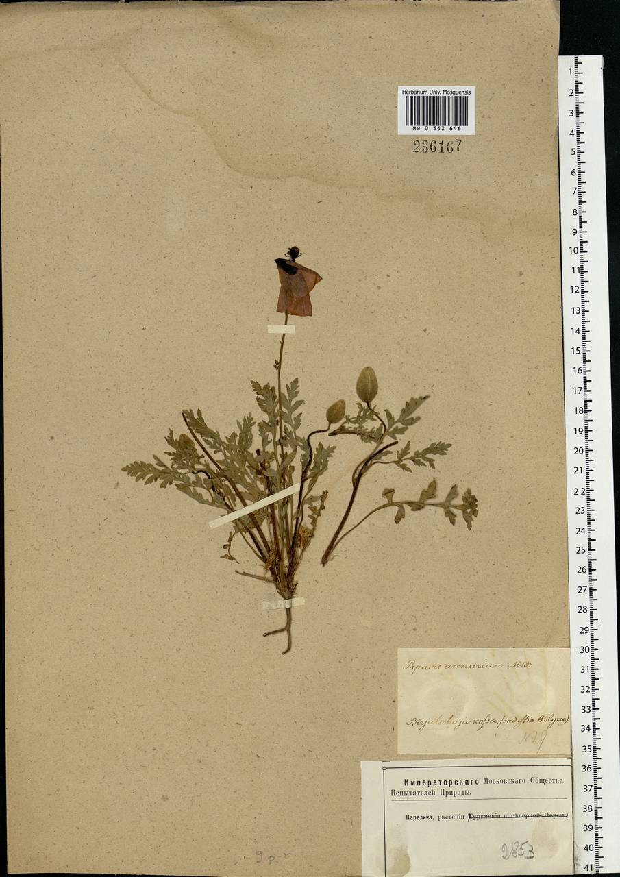 Papaver arenarium M. Bieb., Eastern Europe, Lower Volga region (E9) (Russia)