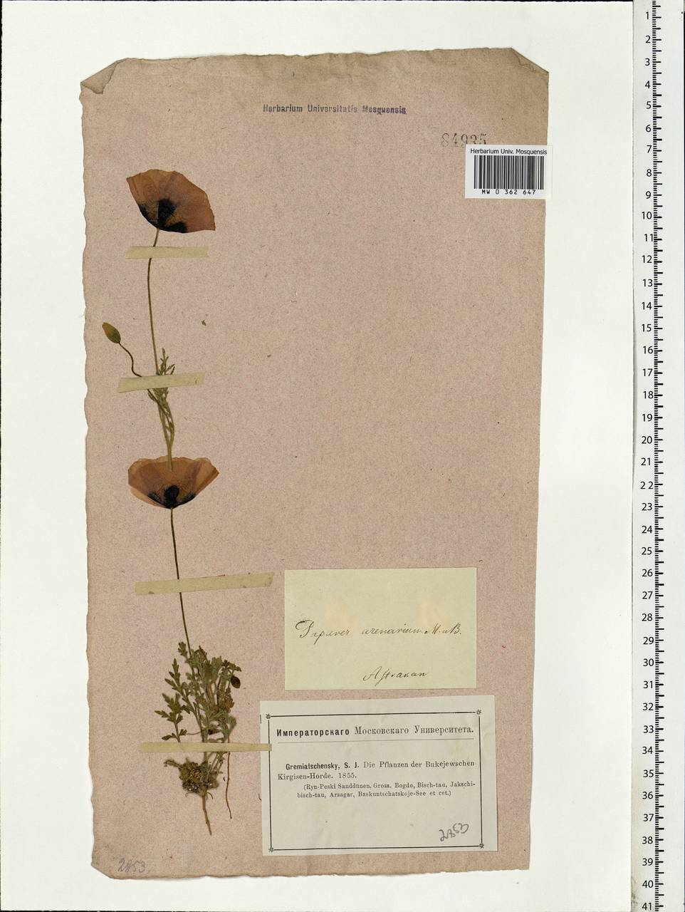 Papaver arenarium M. Bieb., Eastern Europe, Lower Volga region (E9) (Russia)