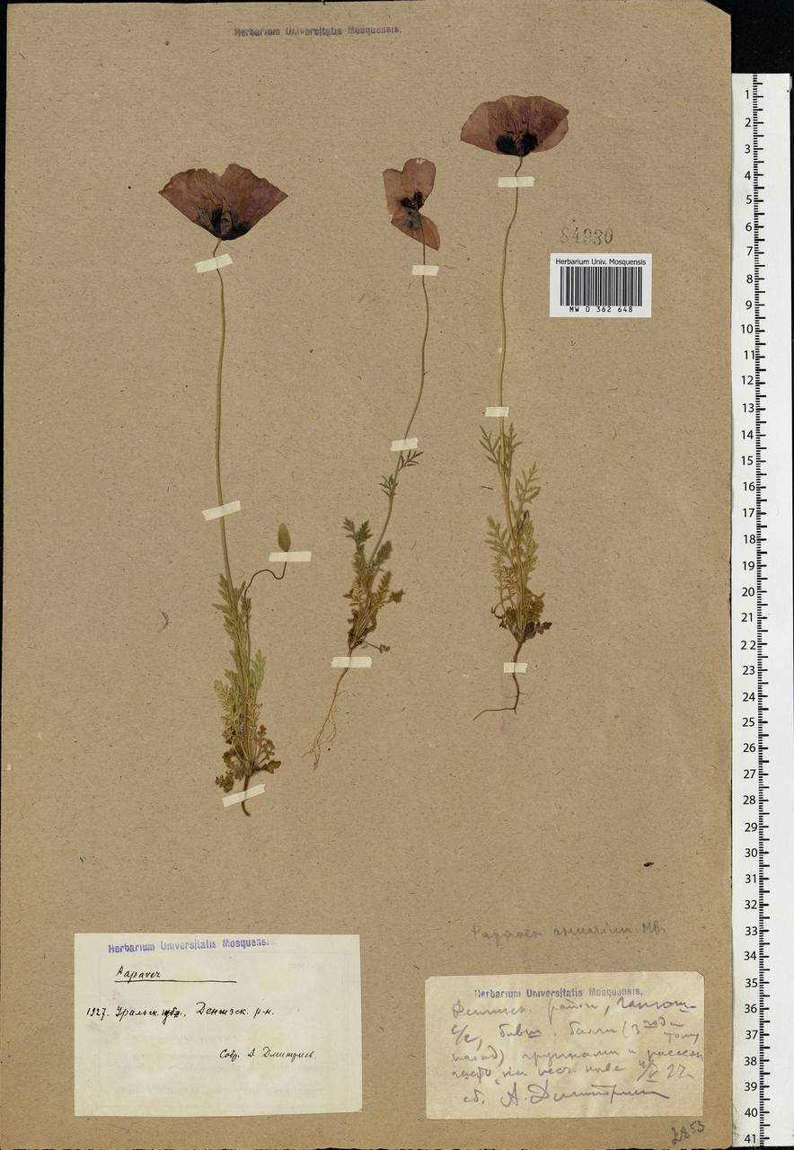 Papaver arenarium M. Bieb., Middle Asia, Caspian Ustyurt & Northern Aralia (M8) (Kazakhstan)