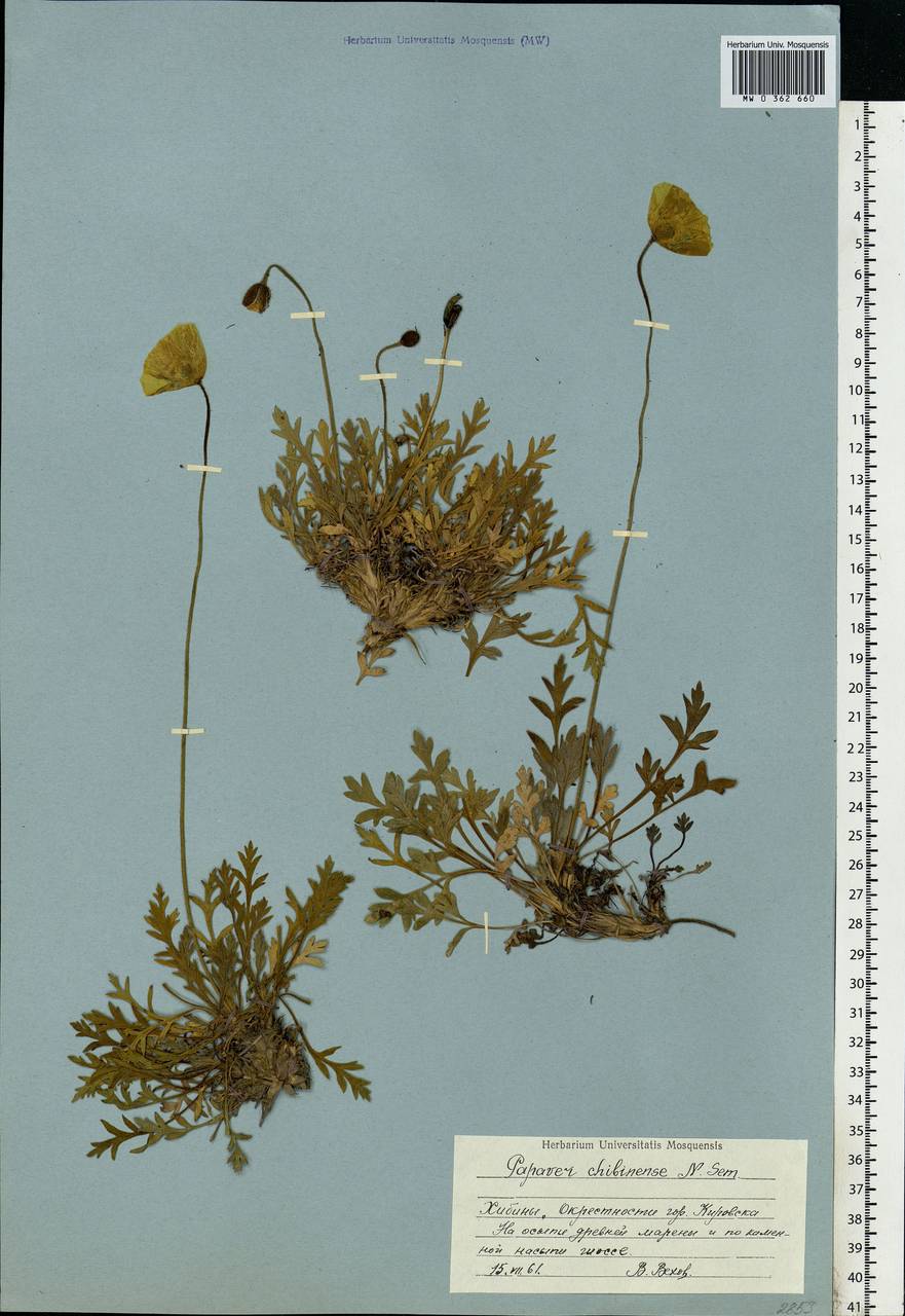 Oreomecon lapponica (Tolm.) Galasso, Banfi & Bartolucci, Eastern Europe, Northern region (E1) (Russia)