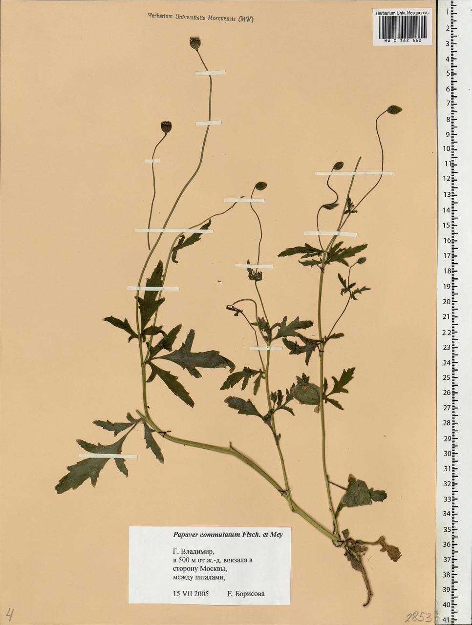 Papaver commutatum Fisch. & C. A. Mey., Eastern Europe, Central region (E4) (Russia)