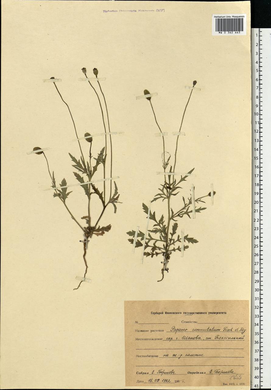 Papaver commutatum Fisch. & C. A. Mey., Eastern Europe, Central forest region (E5) (Russia)