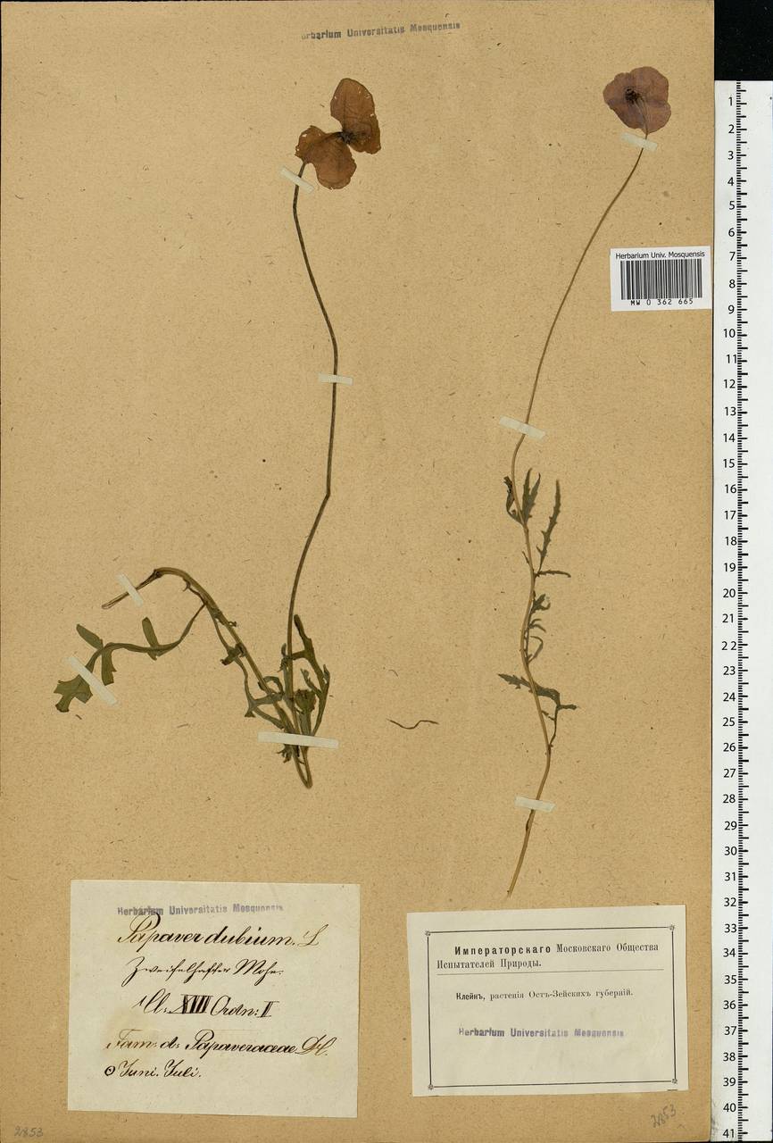 Papaver dubium L., Eastern Europe, Latvia (E2b) (Latvia)