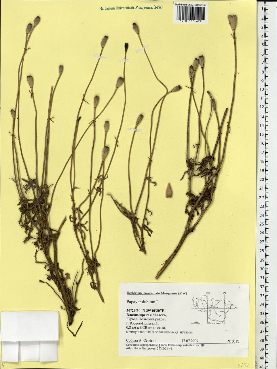 Papaver dubium L., Eastern Europe, Central region (E4) (Russia)