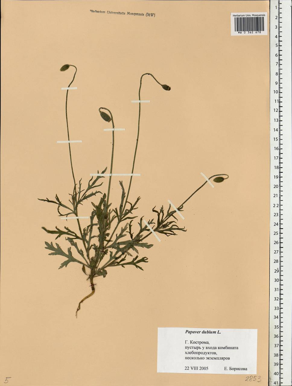 Papaver dubium L., Eastern Europe, Central forest region (E5) (Russia)