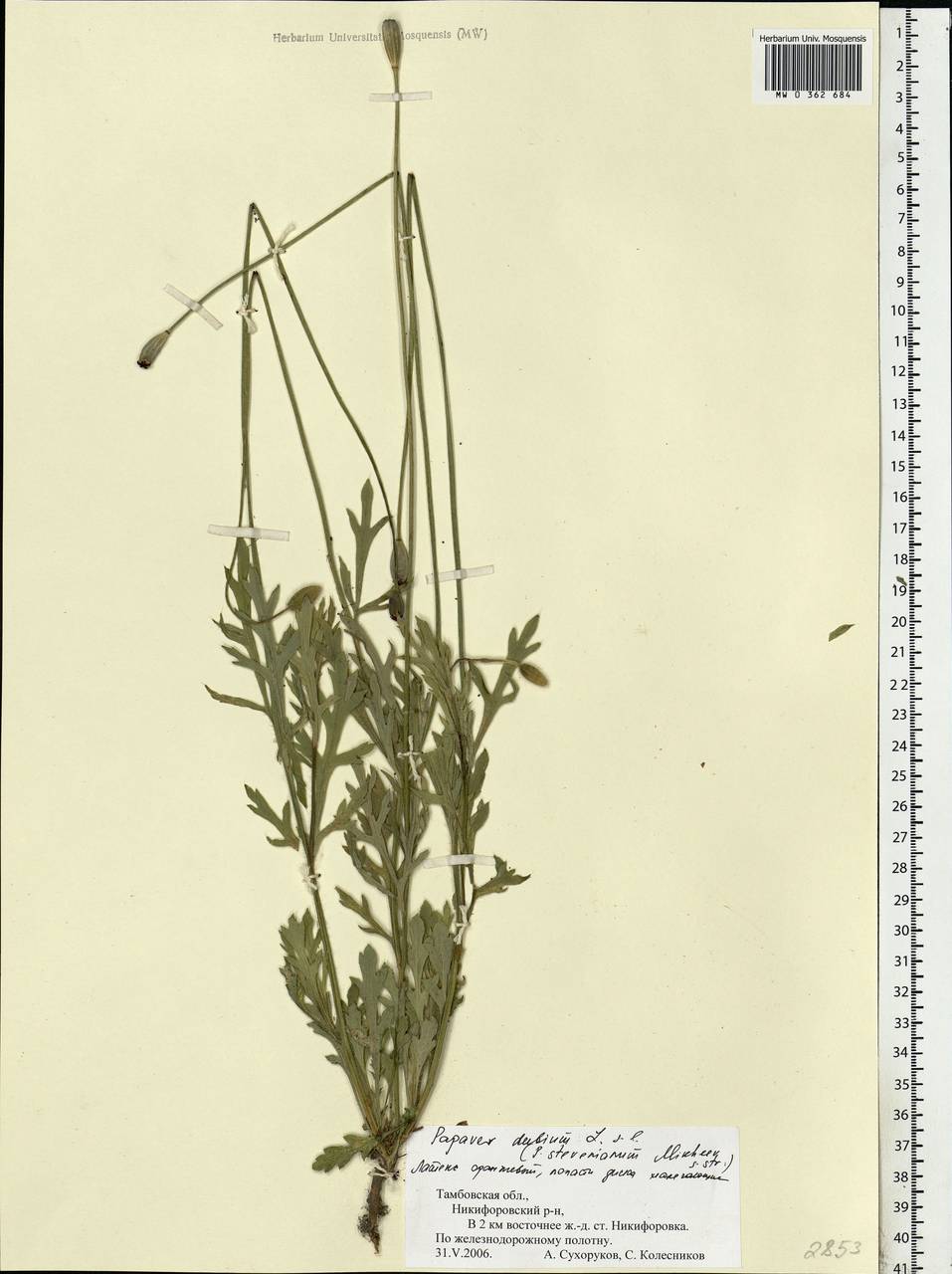 Papaver dubium L., Eastern Europe, Central forest-and-steppe region (E6) (Russia)