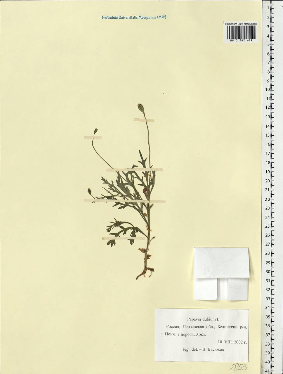 Papaver dubium L., Eastern Europe, Middle Volga region (E8) (Russia)