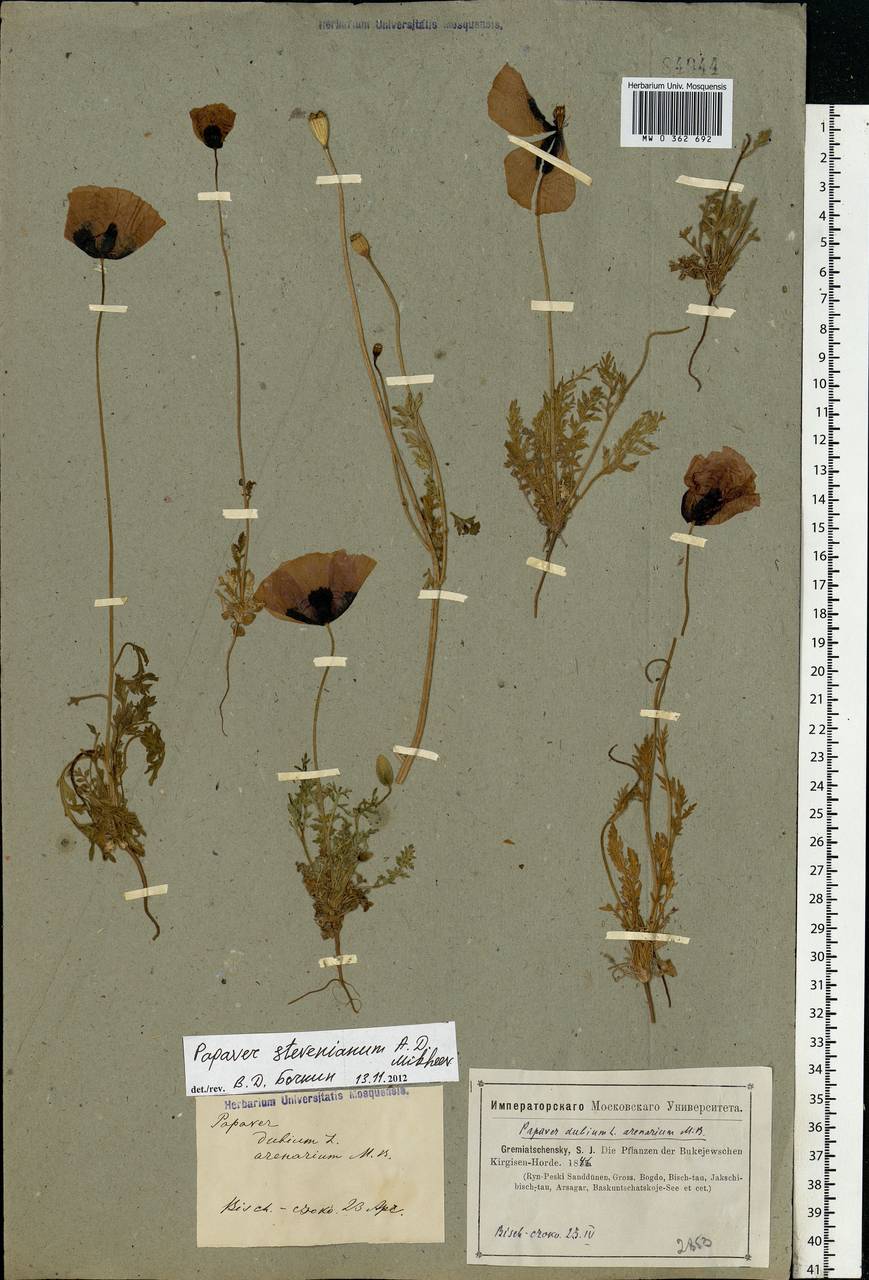 Papaver dubium subsp. stevenianum (Mikheev) Kubát & Å, Middle Asia, Caspian Ustyurt & Northern Aralia (M8) (Kazakhstan)