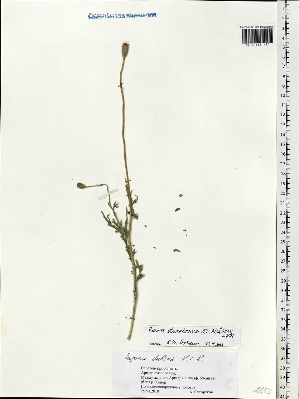 Papaver dubium subsp. stevenianum (Mikheev) Kubát & Å, Eastern Europe, Lower Volga region (E9) (Russia)