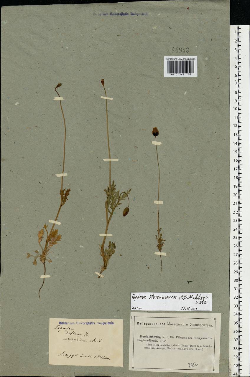 Papaver dubium subsp. stevenianum (Mikheev) Kubát & Å, Eastern Europe, Central forest-and-steppe region (E6) (Russia)