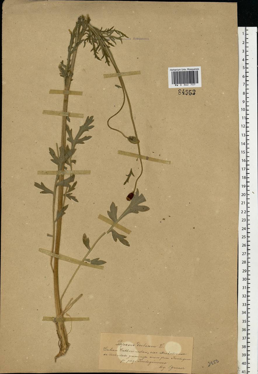 Papaver dubium L., Eastern Europe, South Ukrainian region (E12) (Ukraine)
