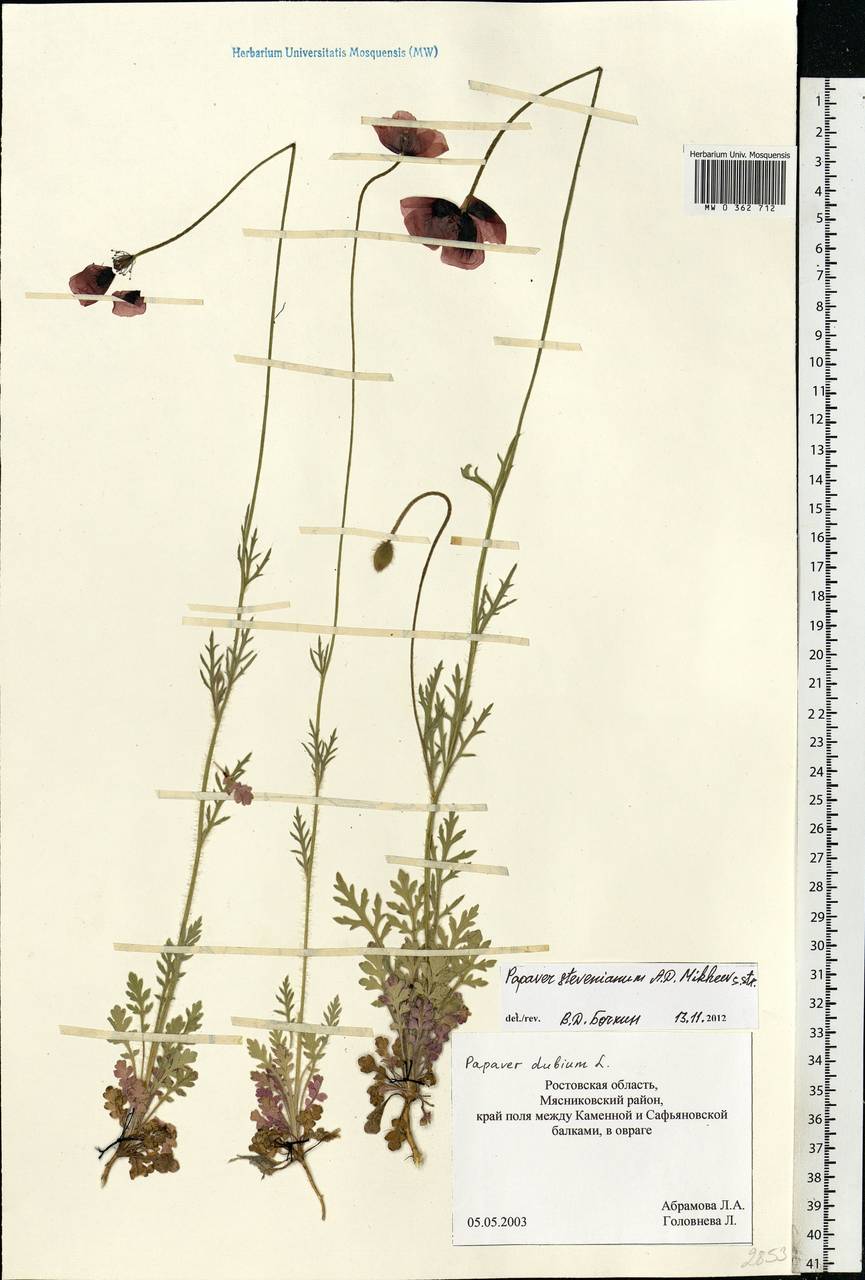 Papaver dubium subsp. stevenianum (Mikheev) Kubát & Å, Eastern Europe, Rostov Oblast (E12a) (Russia)