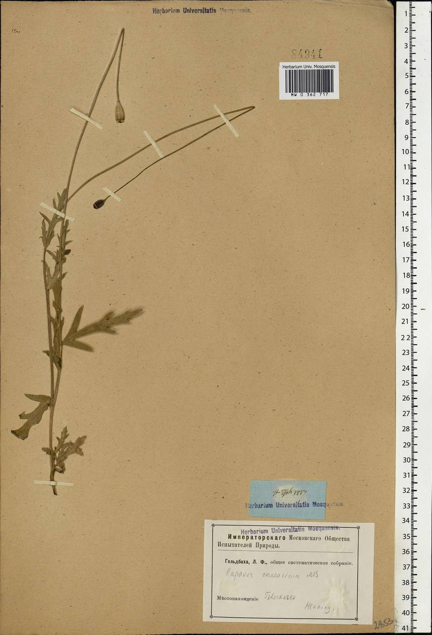 Papaver armeniacum subsp. armeniacum, Eastern Europe, Rostov Oblast (E12a) (Russia)