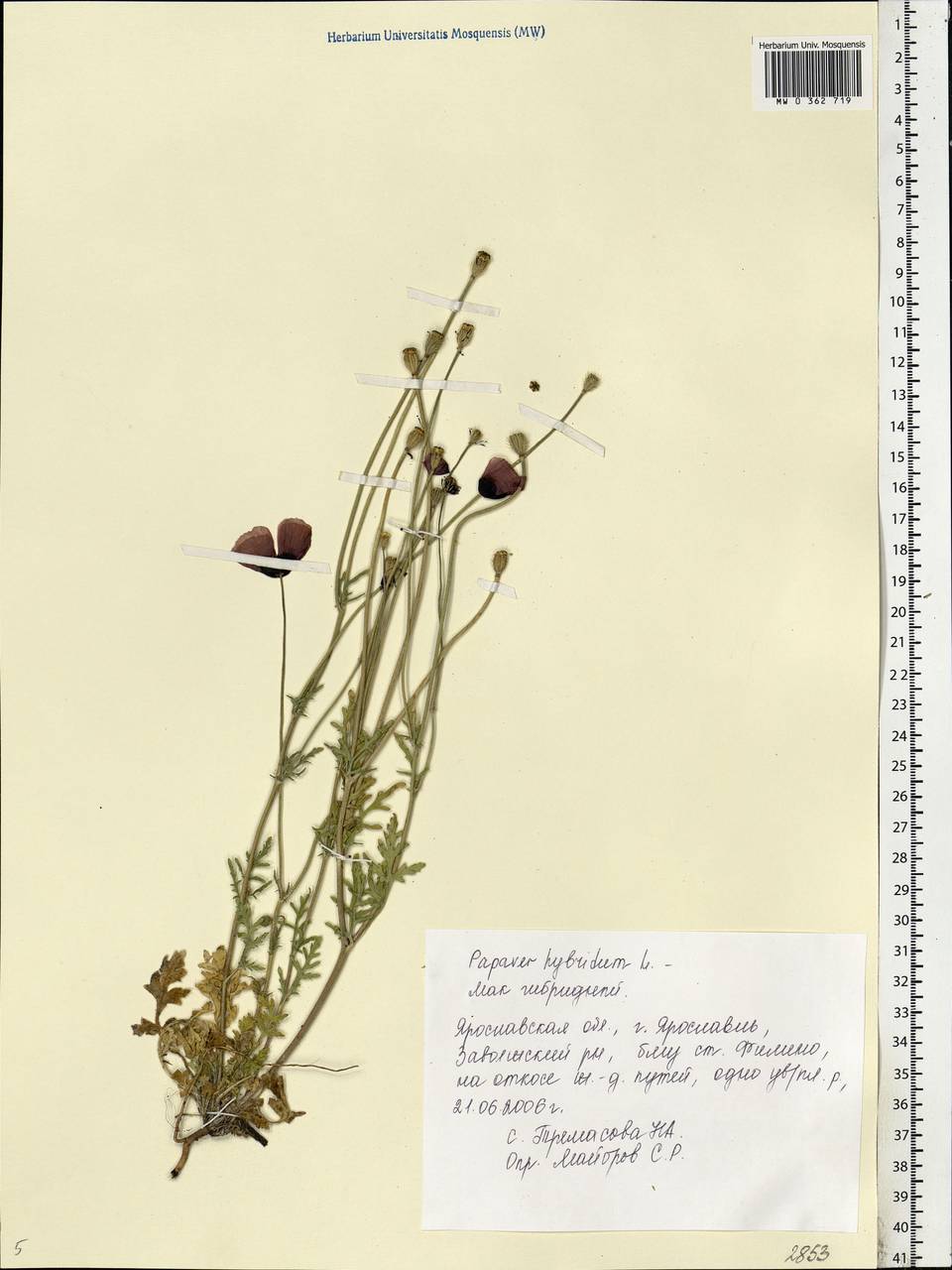 Roemeria sicula (Guss.) Galasso, Banfi, L. Sáez & Bartolucci, Eastern Europe, Central forest region (E5) (Russia)