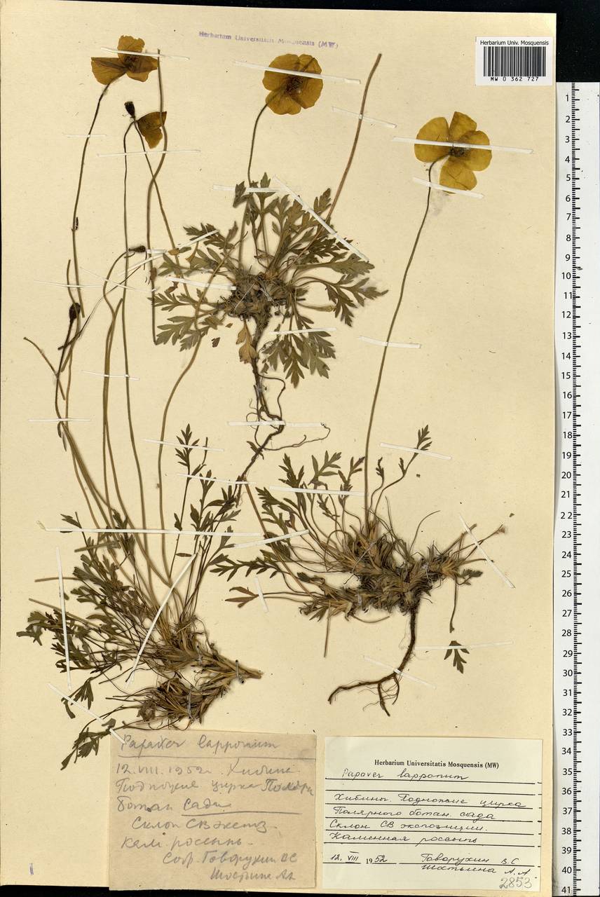 Oreomecon lapponica subsp. lapponica, Eastern Europe, Northern region (E1) (Russia)