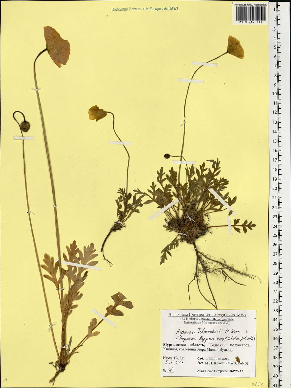 Oreomecon lapponica (Tolm.) Galasso, Banfi & Bartolucci, Eastern Europe, Northern region (E1) (Russia)