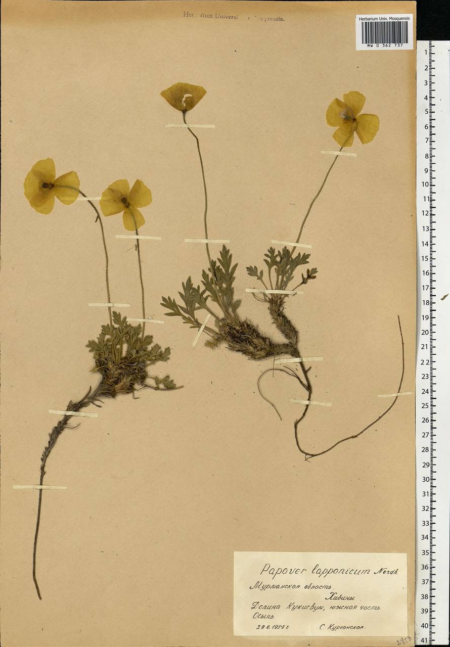 Oreomecon lapponica subsp. lapponica, Eastern Europe, Northern region (E1) (Russia)