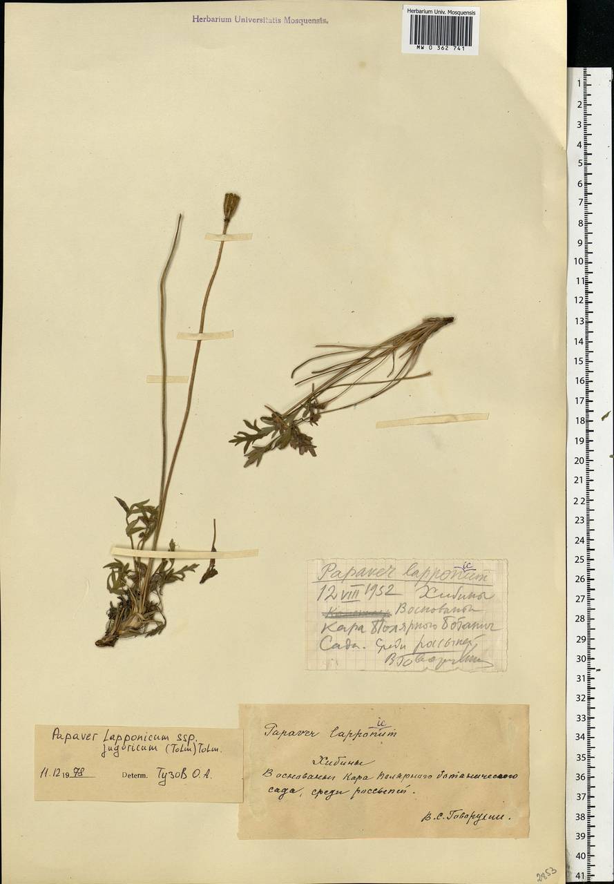 Oreomecon lapponica subsp. lapponica, Eastern Europe, Northern region (E1) (Russia)