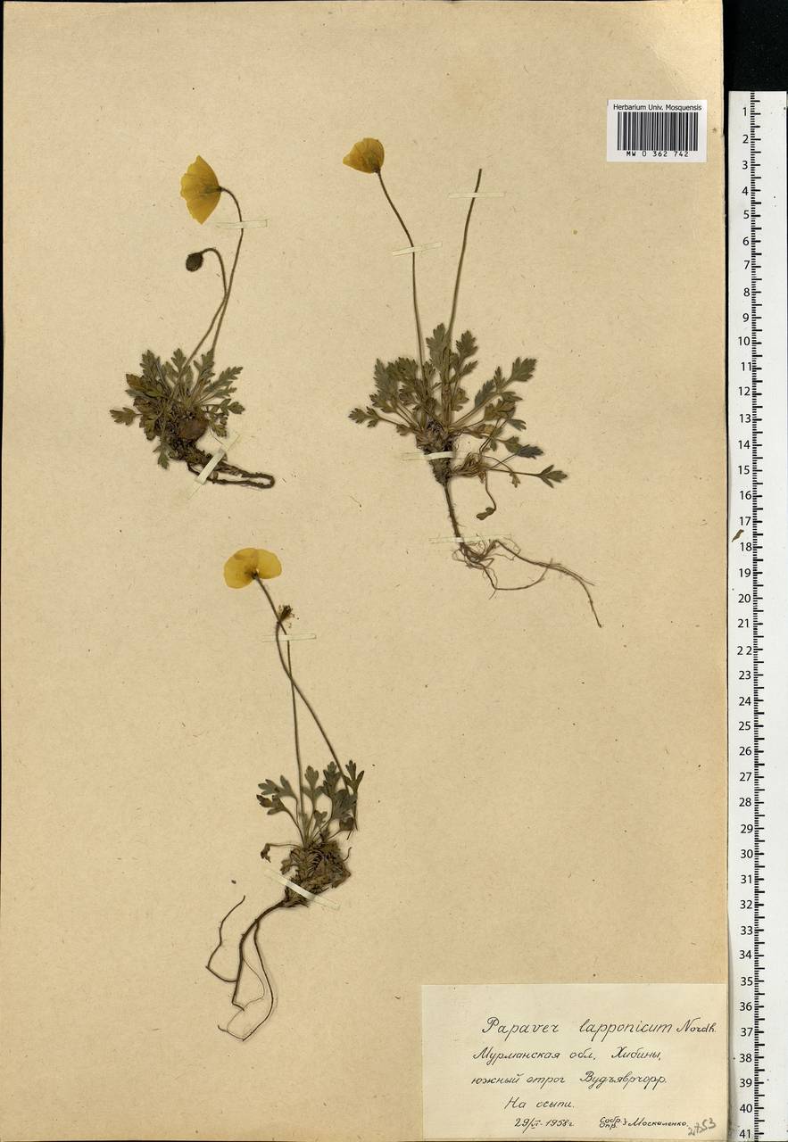 Oreomecon lapponica subsp. lapponica, Eastern Europe, Northern region (E1) (Russia)