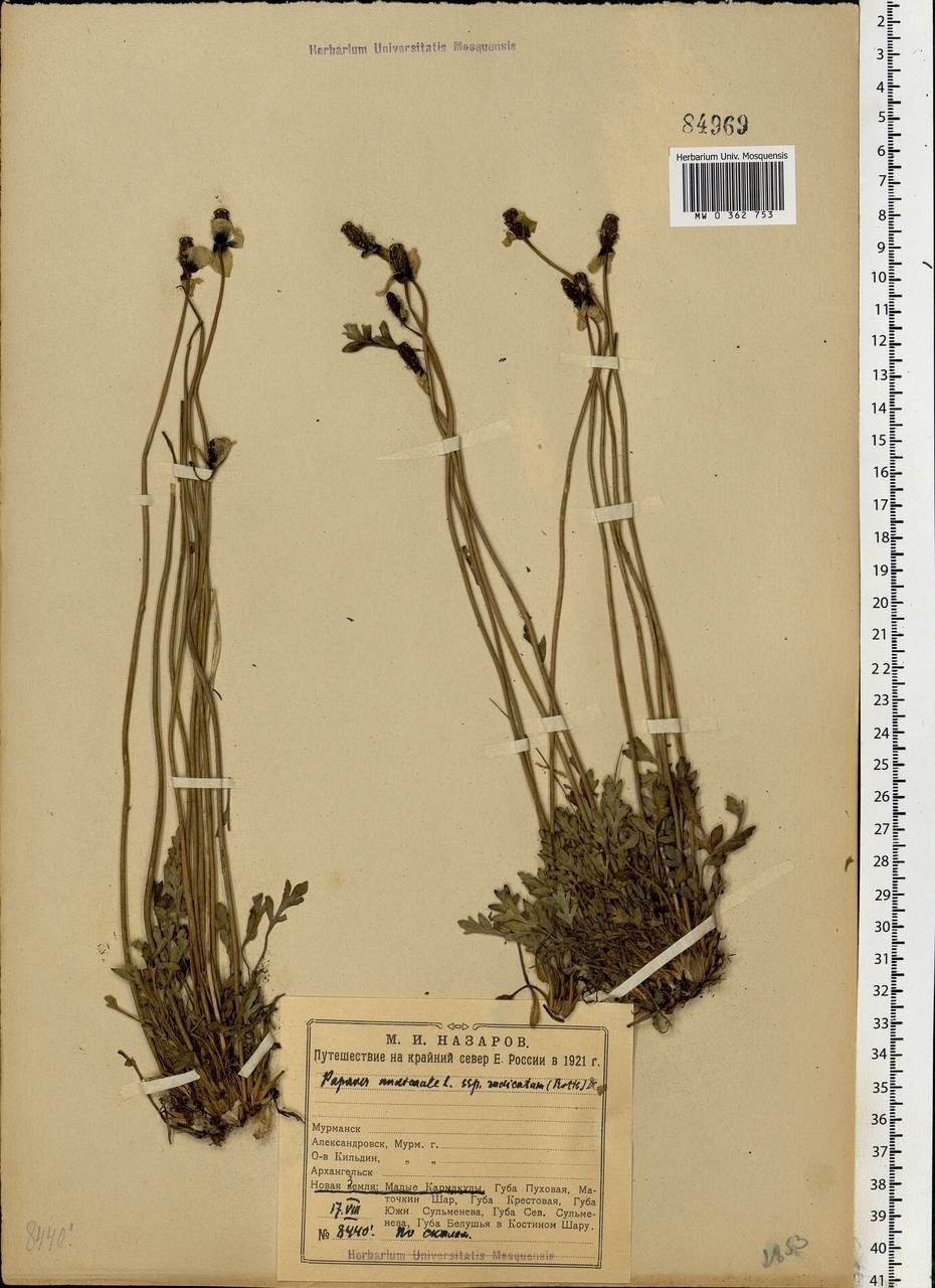 Oreomecon nudicaulis subsp. nudicaulis, Eastern Europe, Northern region (E1) (Russia)